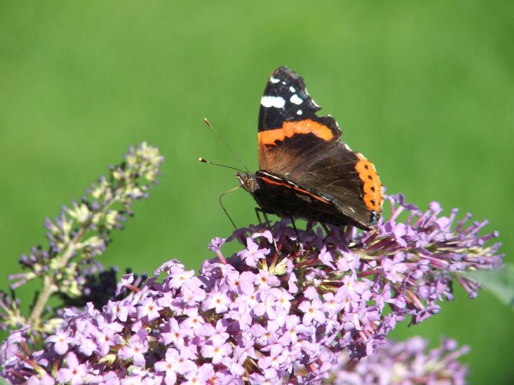 2005_0813Schmetterlinge0287