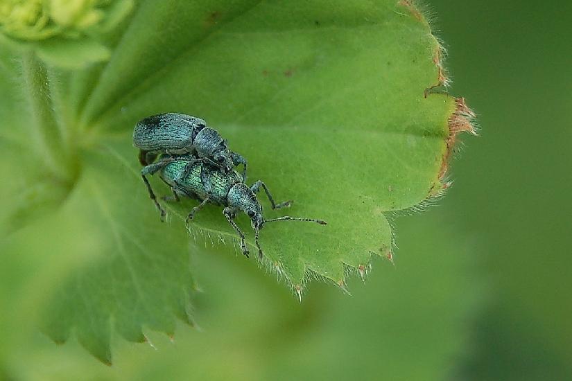 2006_06_04_35_Pfingsten