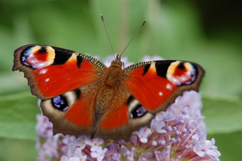 2006_07_20_165_Schmetterlingsbaum