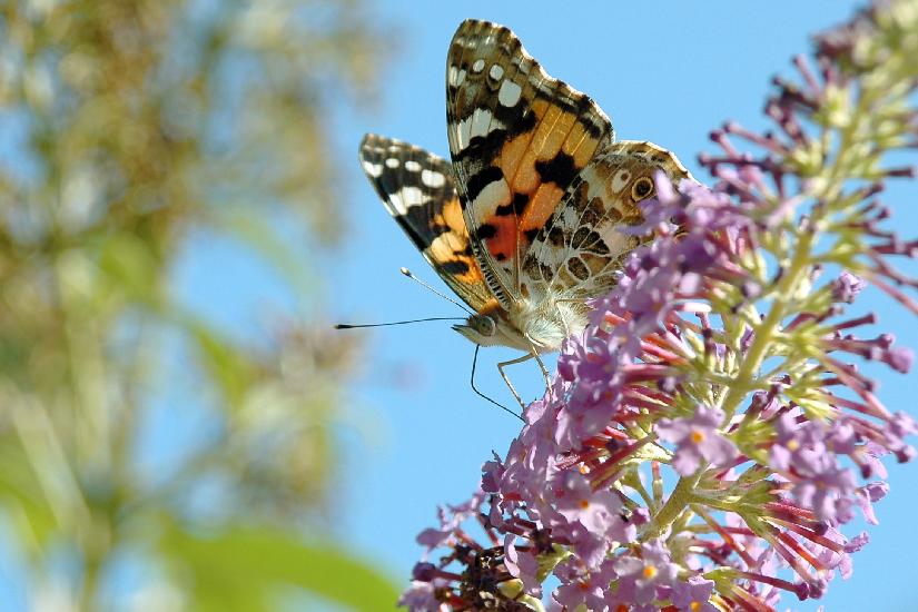 2006_08_19_65_August