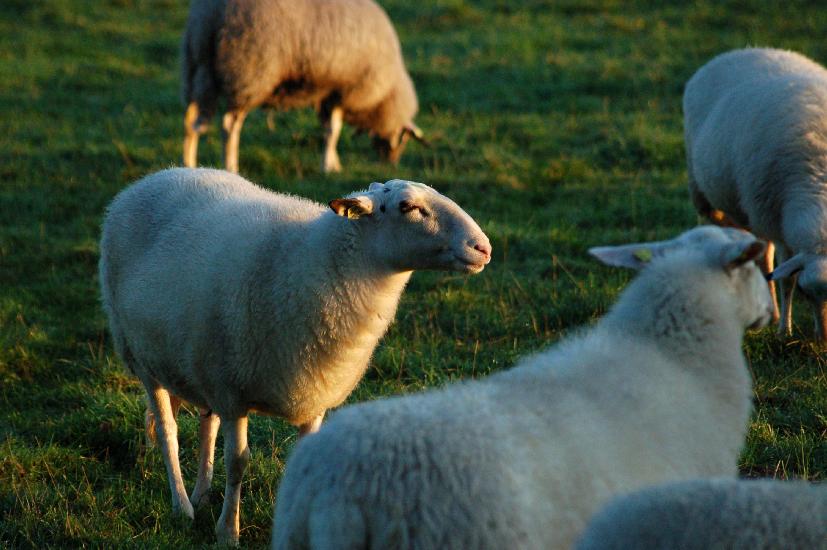 2006_09_10_79_nature