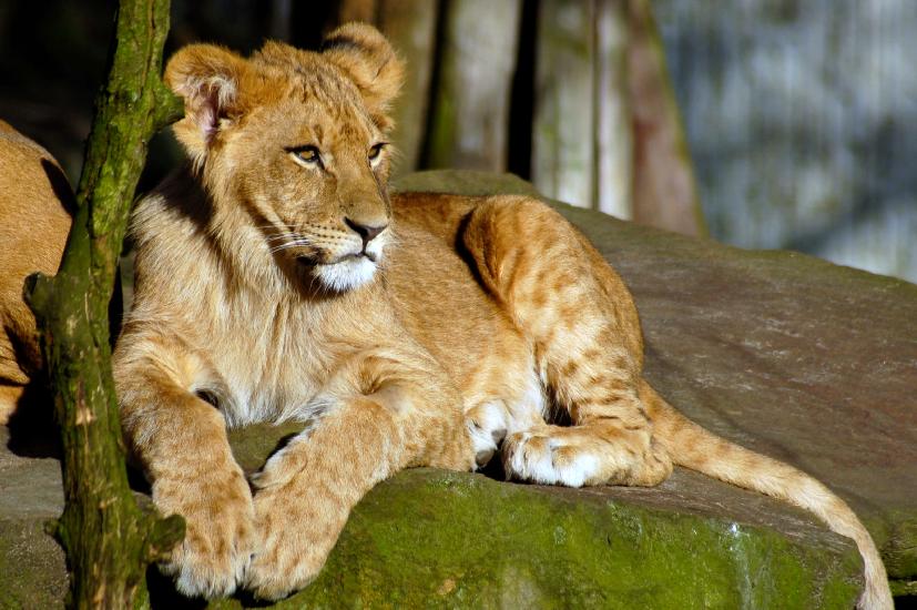 2007_02_16_114_AlleineImZoo