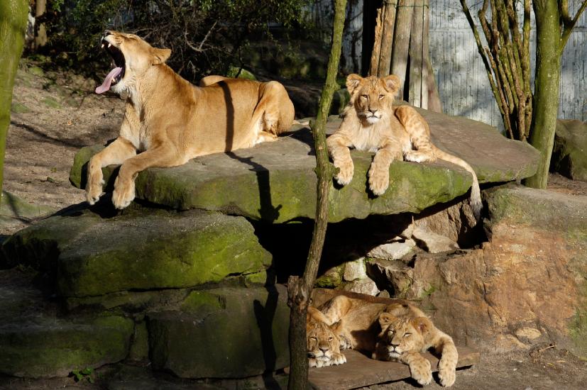 2007_02_16_121_AlleineImZoo