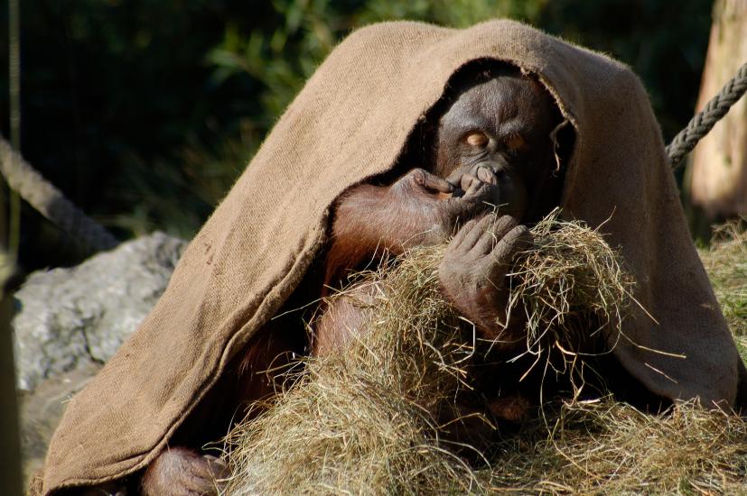 2007_02_16_8_ZooUndGarten