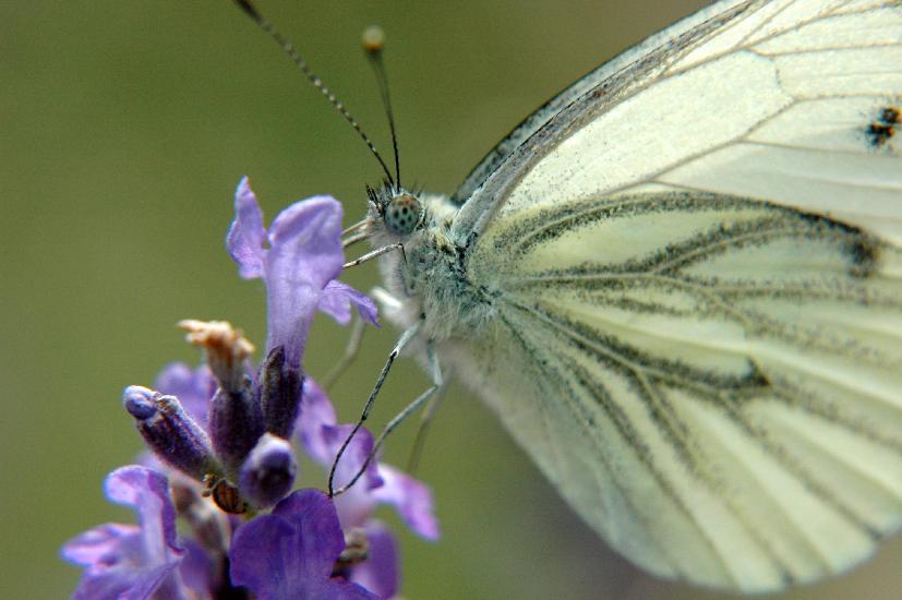 2007_06_24_606_Johannes