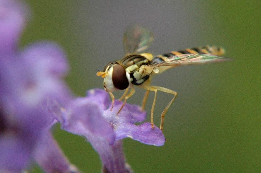 2007_06_24_632_Johannes