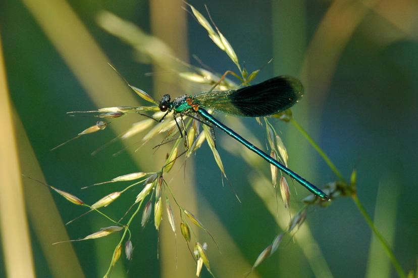 2007_06_24_94_Johannes