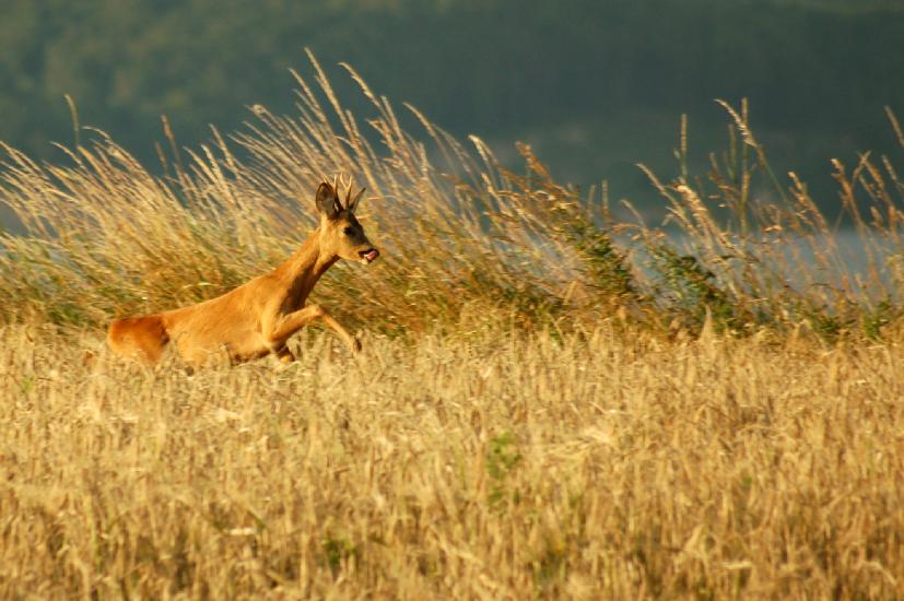 2007_07_09_43_SellinD50