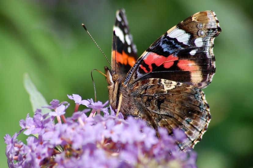 2007_08_11_84_RGB3D50B