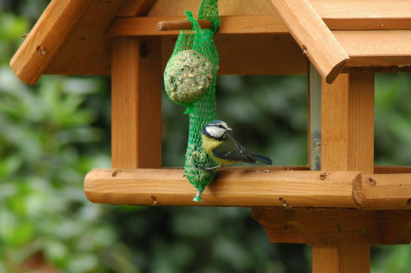 2007_11_04_275_Vogelhaus