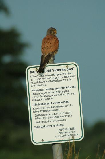 2008_06_29_119Bruch500