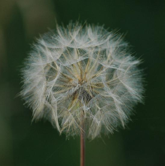 2008_07_02_5Nature180