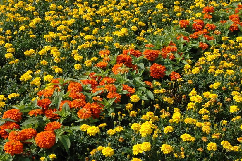 2008_08_17_140_Landesgartenschau