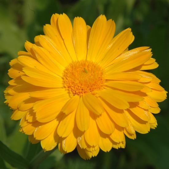 2008_08_17_370_Landesgartenschau