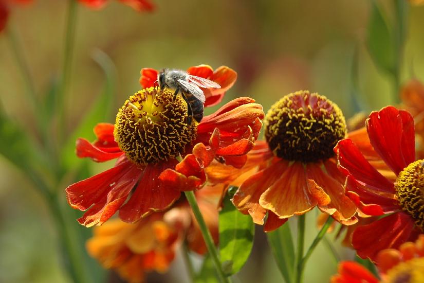 2008_08_17_380_Landesgartenschau