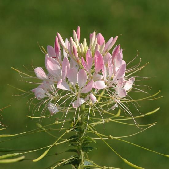 2008_08_17_424_Landesgartenschau