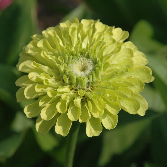 2008_08_17_425_Landesgartenschau