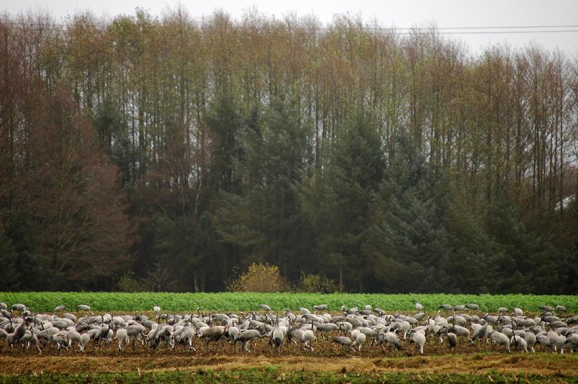 2008_11_16_324_DiepholzerMoor