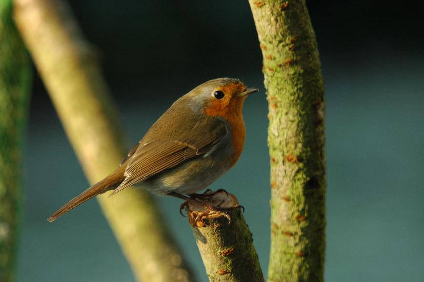 2008_12_13_437_Vogelhaus