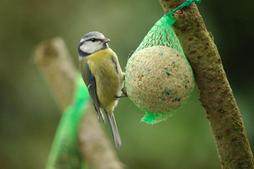 2008_12_13_811_Vogelhaus