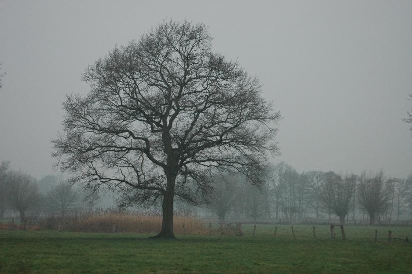 2008_12_24_27_Vorweihnachten500