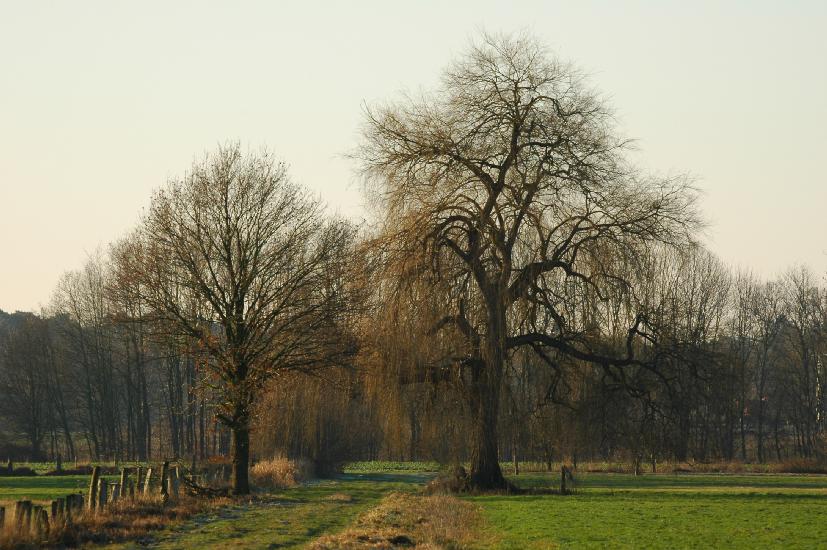 2008_12_26_235_Bruch