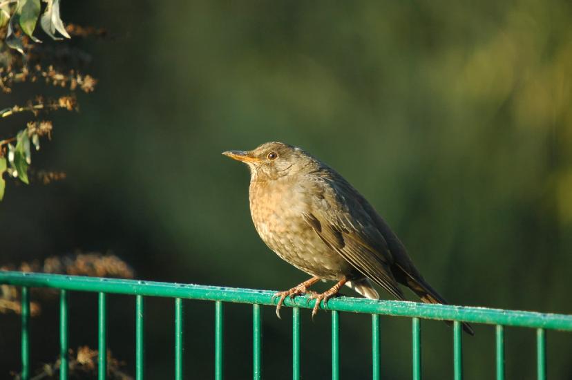 2008_12_31_299_Sylvester