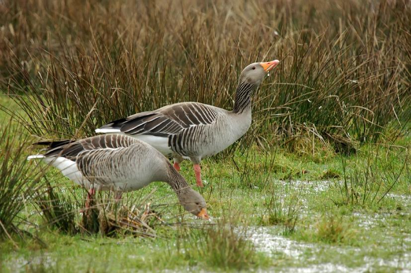 2009_03_01_147_Rieselfelder