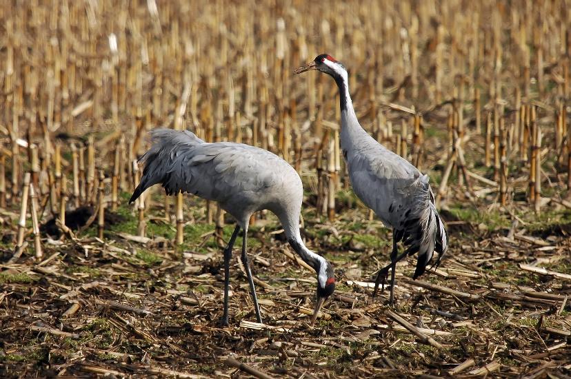 2009_03_03_326_DiepholzerMN