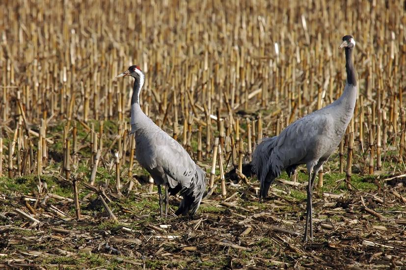 2009_03_03_336_DiepholzerMN