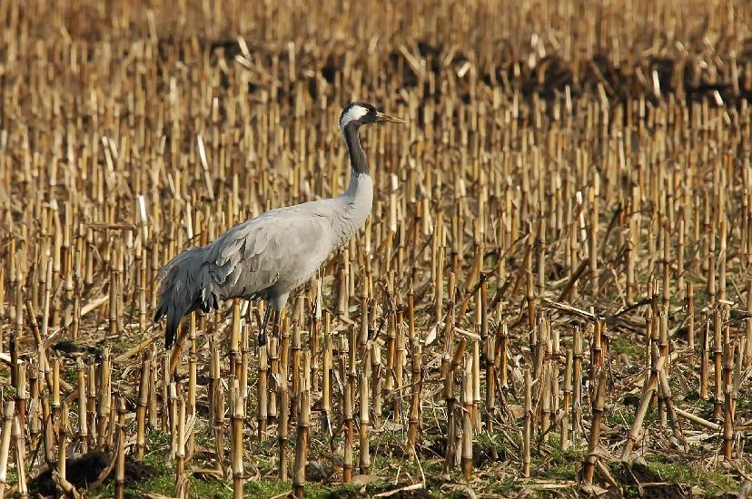 2009_03_03_370_DiepholzerMN