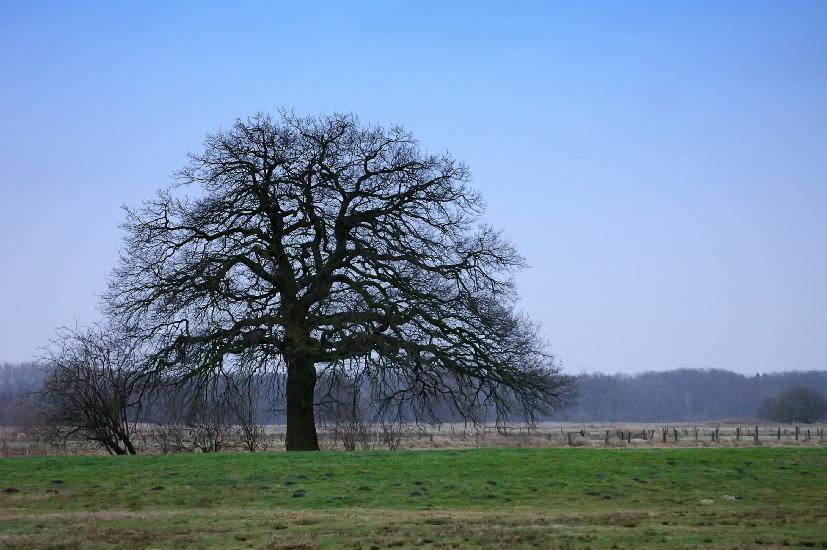 2009_03_15_4_Bruch50-500