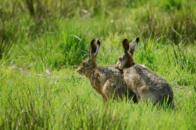 2009_04_09_134_Rieselfelder