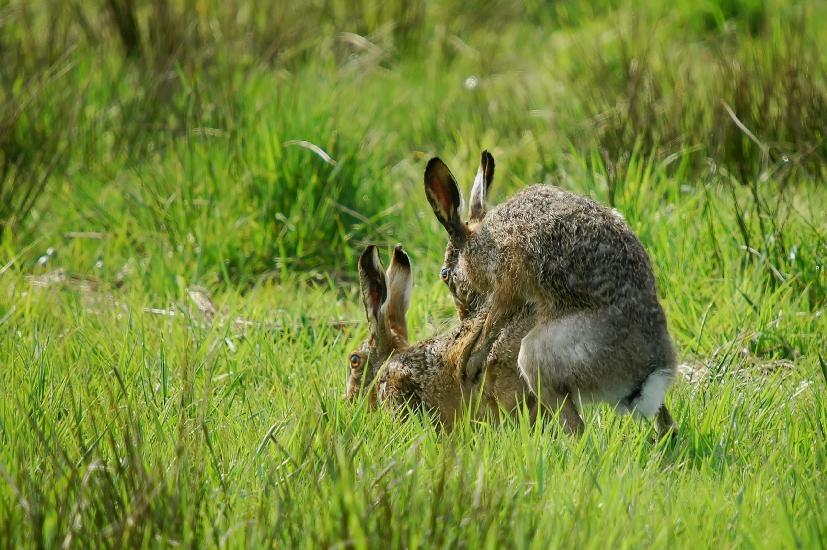 2009_04_09_139_Rieselfelder