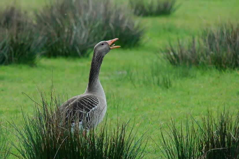 2009_04_09_217_Rieselfelder