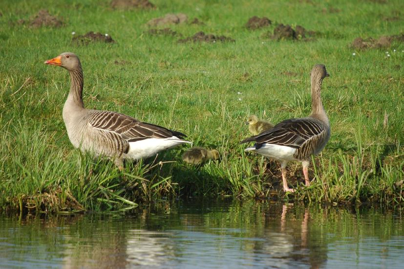 2009_04_10_588_Bruch