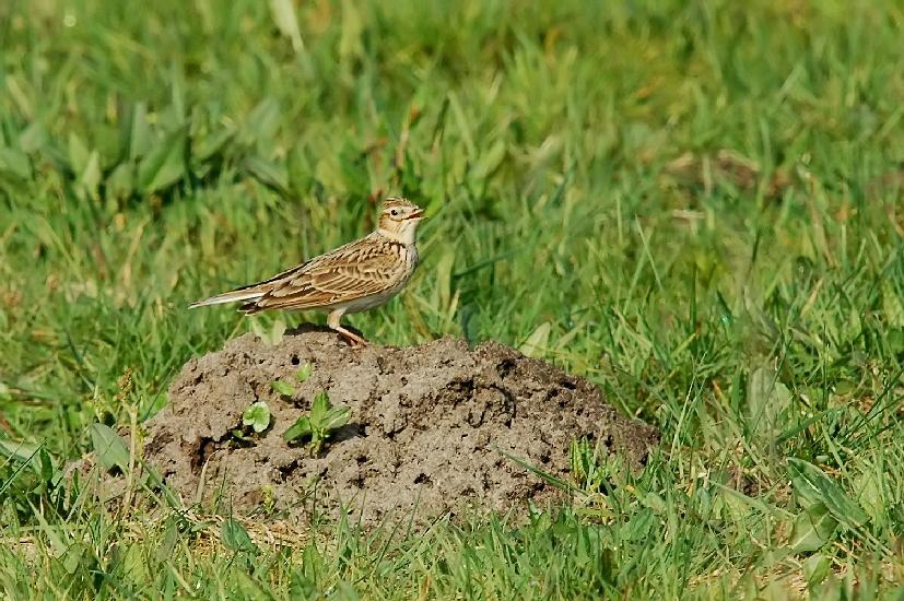 2009_04_10_909_Bruch