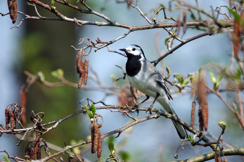 2009_04_11_431_Bruch