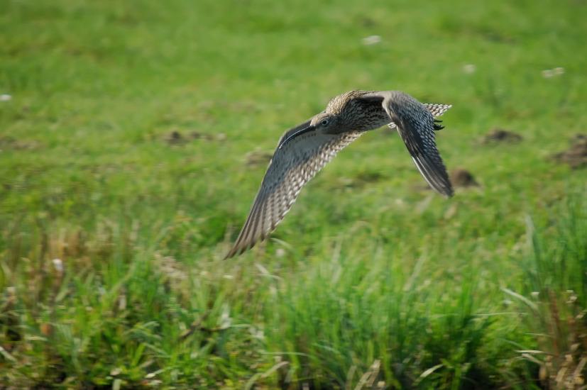 2009_04_11_587_Bruch_ff