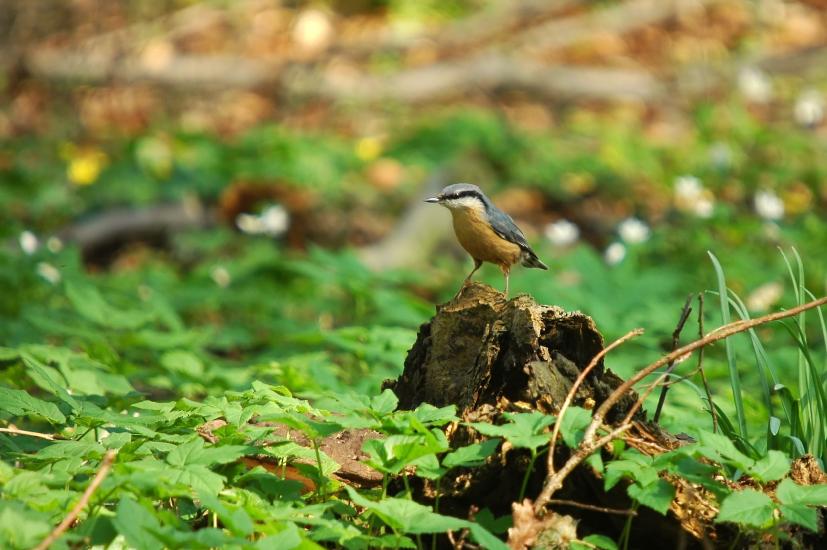 2009_04_11_780_Bruch