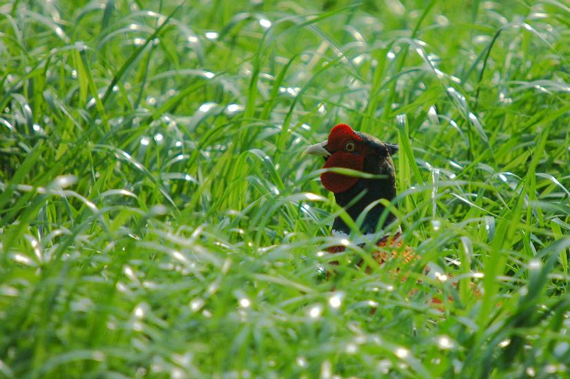 2009_04_15_412_Bruch