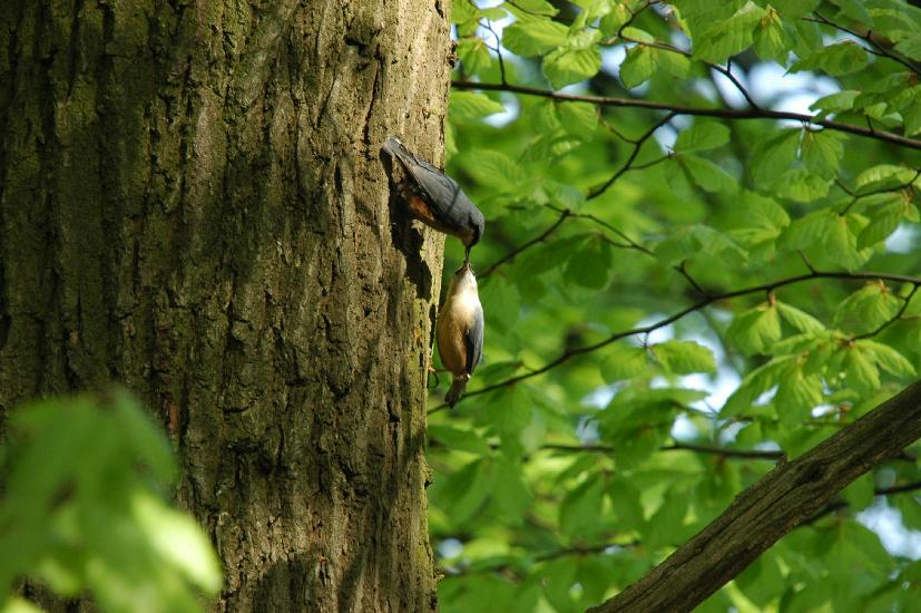 2009_04_16_227_Bruch