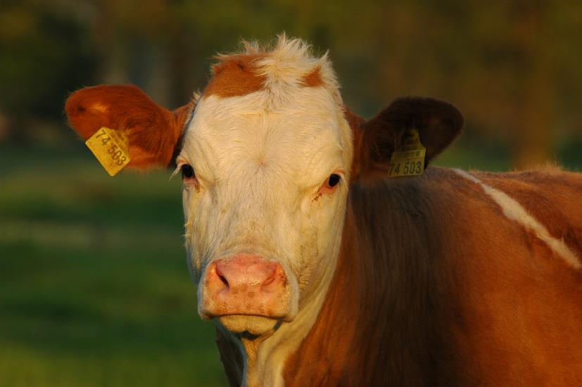 2009_04_25_83_Naturfoto