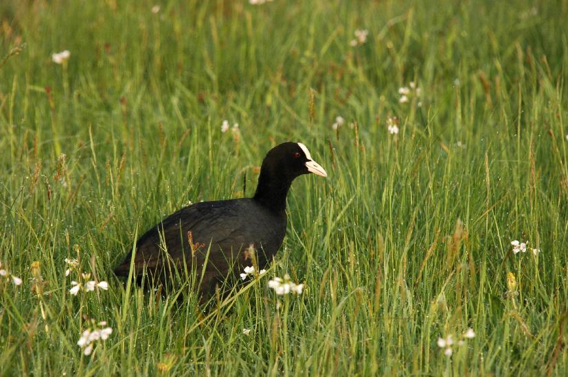 2009_04_26_39_Naturfoto