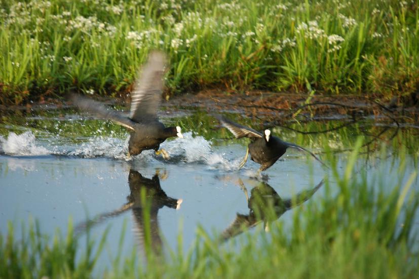 2009_04_26_95_Naturfoto