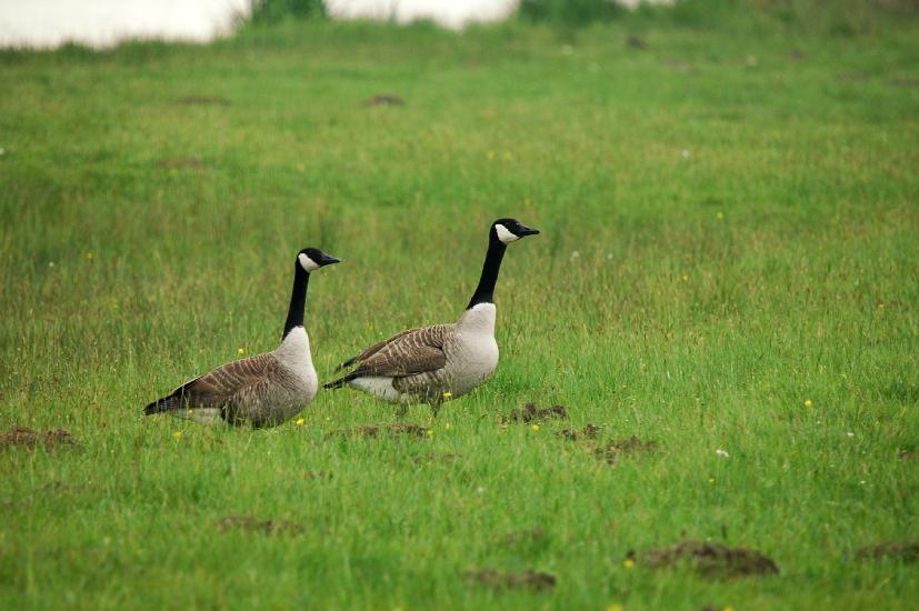 2009_04_30_59_Naturfoto