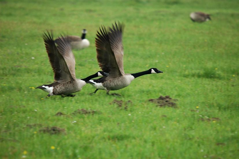 2009_04_30_66_Naturfoto