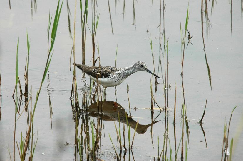 2009_05_03_489_Bruch