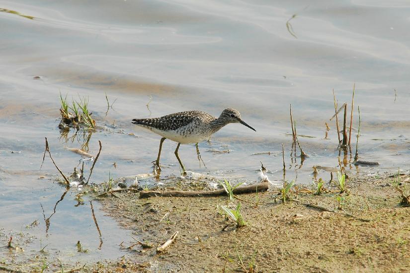 2009_05_07_463_Bruch