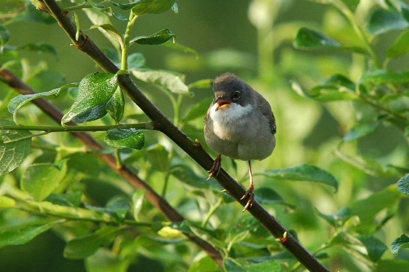 2009_05_10_627_Bruch